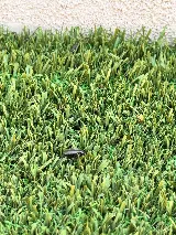 EnviroGuard Pest Control photo 5