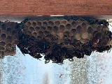 Local Guy Pest Control photo 7