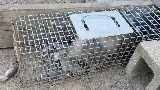 Wildlife Removal Burlington photo 2