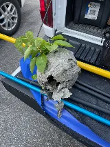 Pestline - Pest Control Vaughan photo 6