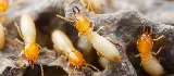 Maximum Pest Management photo 4