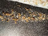 Bed Bug Exterminator Columbus