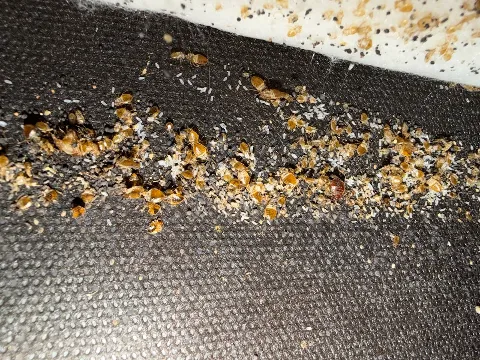 Bed Bug Exterminator Columbus in Columbus
