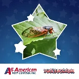All-American Pest Control photo 8