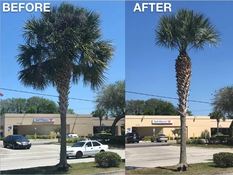 Aguirre Lawn Service Maintenance LLC photo 1