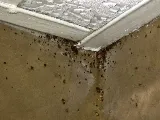 Organic Pest Control photo 2