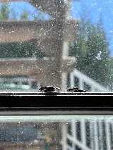 Extermination Solution Extreme photo 6