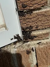 B.B.P.P. Pest Control Vaughan photo 5
