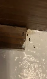 Pointe Pest Control - Portland photo 3