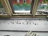 My Pest Exterminator photo 2