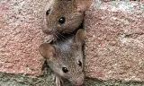 LA pest control Los Angeles photo 6