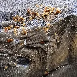 Smith's Pest Control photo 7