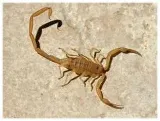 Global Pest Services photo 7
