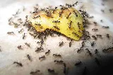 Pestzap LTD photo 8