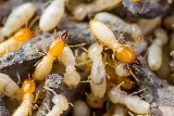Allpro Pest Management photo 5