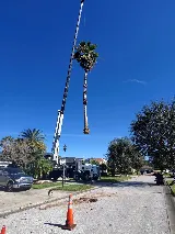 Albert & Ellis Landscaping & Tree Service photo 4
