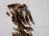 CVA Exterminators, Inc. photo 7