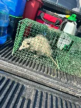 Clearview Pest Control & Exterminator Services photo 4