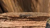 EcoCare Pest Control photo 4