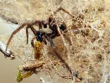 Truckee Meadows Pest Control photo 5