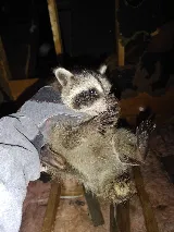 PESTONG Pest and Animal Control Inc photo 4