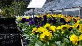 Green Fields Nursery & Landscaping Company photo 2