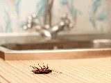 Ace Pest Control photo 6