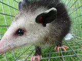 Attic Animal Pest Providence photo 7