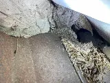 Savior Pest Solutions photo 8