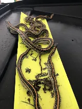 Karma Pest Solutions photo 2