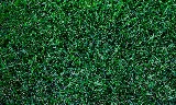 Nitro Green Professional Lawn & Tree Care