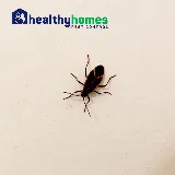 Healthy Homes Pest Control photo 7