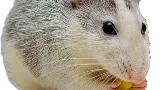 Johnny B's Pest Control