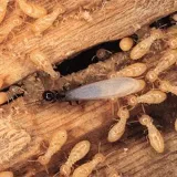 Nixtermite Inc. photo 8