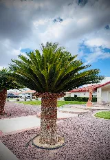 Angelo Landscaping services photo 7