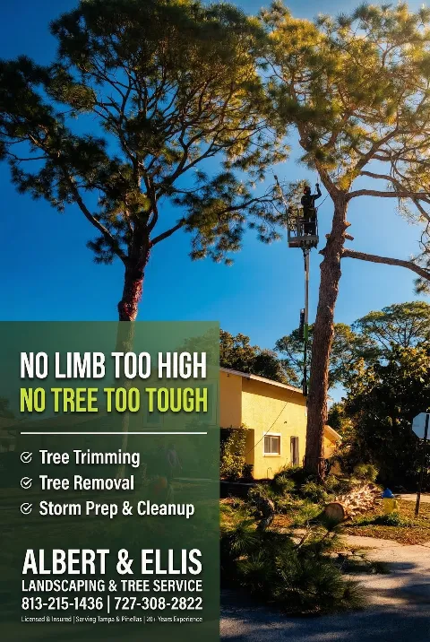 Albert & Ellis Landscaping & Tree Service in Tampa