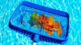 Swim Pools Inc