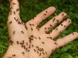 Atlas Pest And Wildlife Control Ltd photo 6