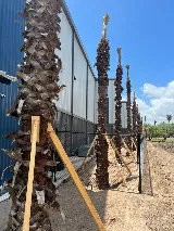 BARRIOS Landscaping and Irrigation photo 6