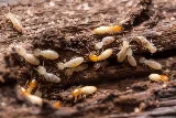 Bug Guys Pest Control photo 3