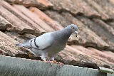 PESTONG Pest and Animal Control Inc photo 7