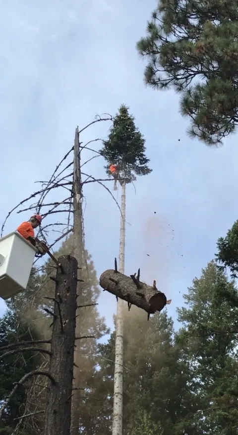 Sam's Tree & Landscape, LLC in Spokane