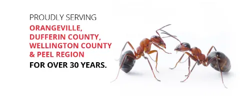 Advance Pest Control in Orangeville