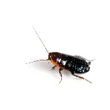 PESTONG Pest and Animal Control Inc photo 3