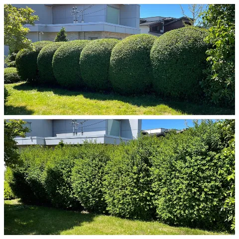 White Rock Lawn and Yard Care Ltd. in White Rock