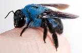 Environmental Pest Control Inc. photo 7