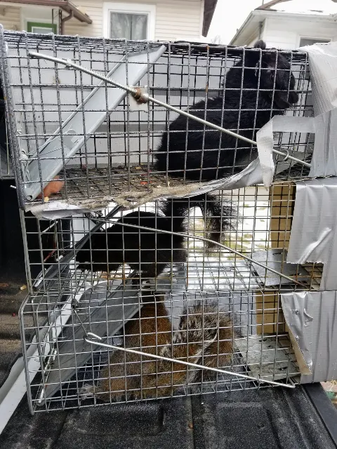 Cooper Pest & Wildlife Solutions in Sarnia