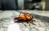 Heart of the Commonwealth Pest Control Solutions photo 5