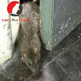 Luke's Pest Control photo 6