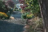 Bald Eagle - Landscaping Victoria photo 4
